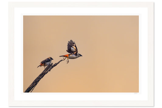 Flight of Fancy