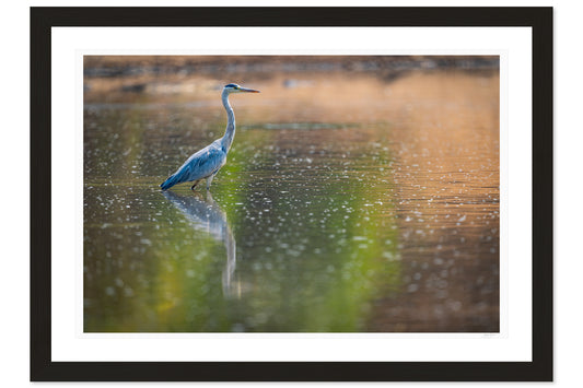 The Heron