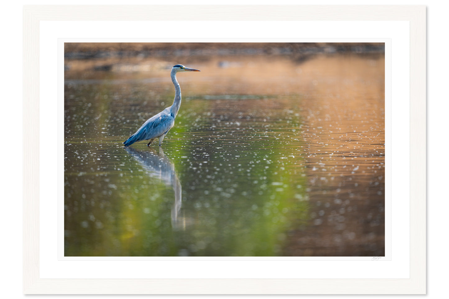 The Heron