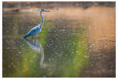 The Heron