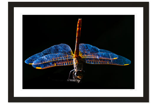 Wings of Light