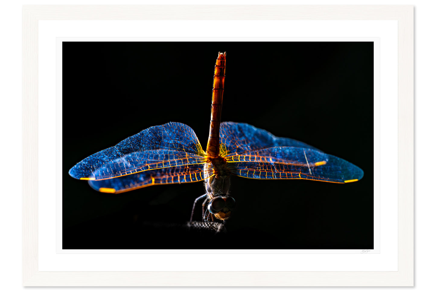 Wings of Light
