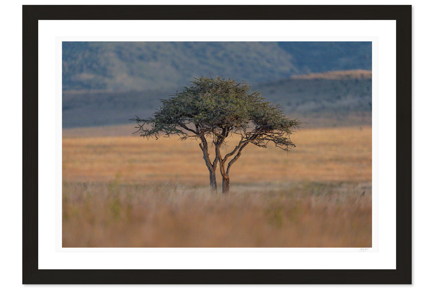 The Watchful Acacia