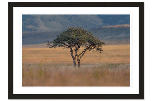The Watchful Acacia