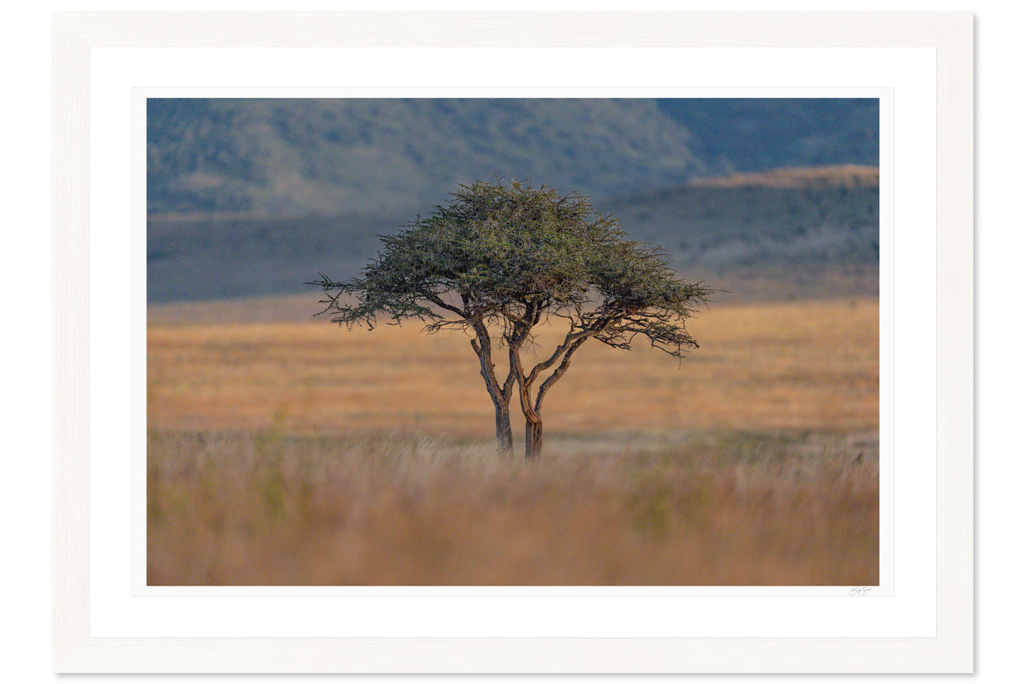 The Watchful Acacia