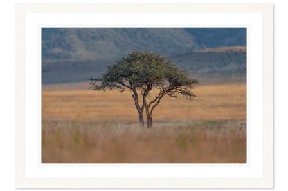 The Watchful Acacia