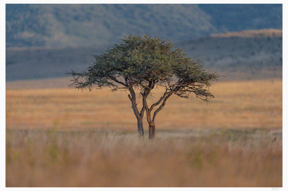 The Watchful Acacia