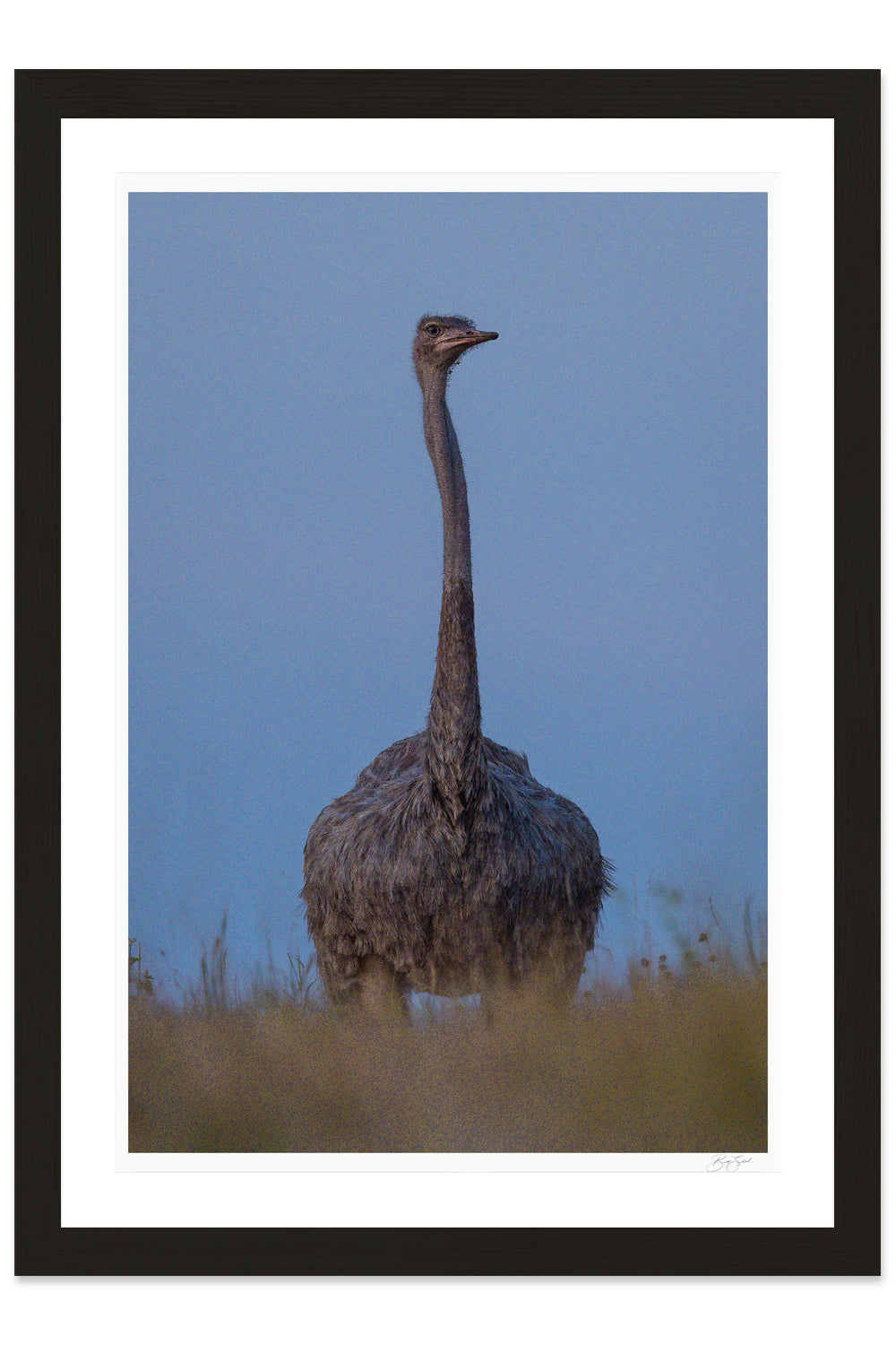 Noble Watcher
