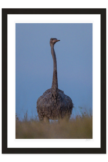 Noble Watcher