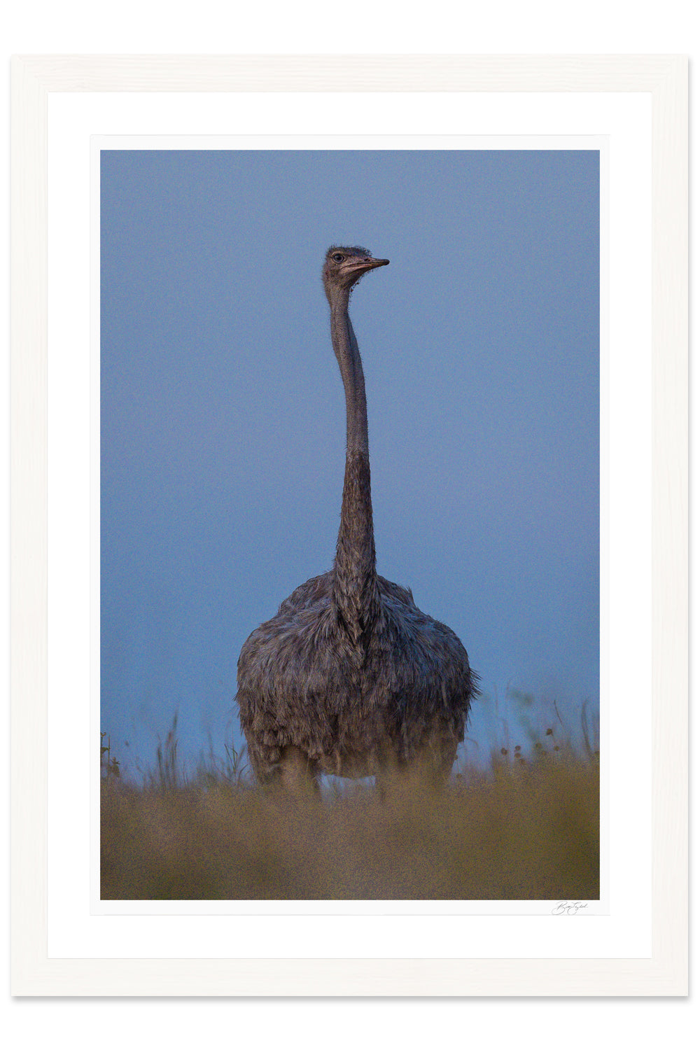 Noble Watcher