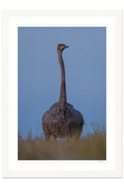Noble Watcher