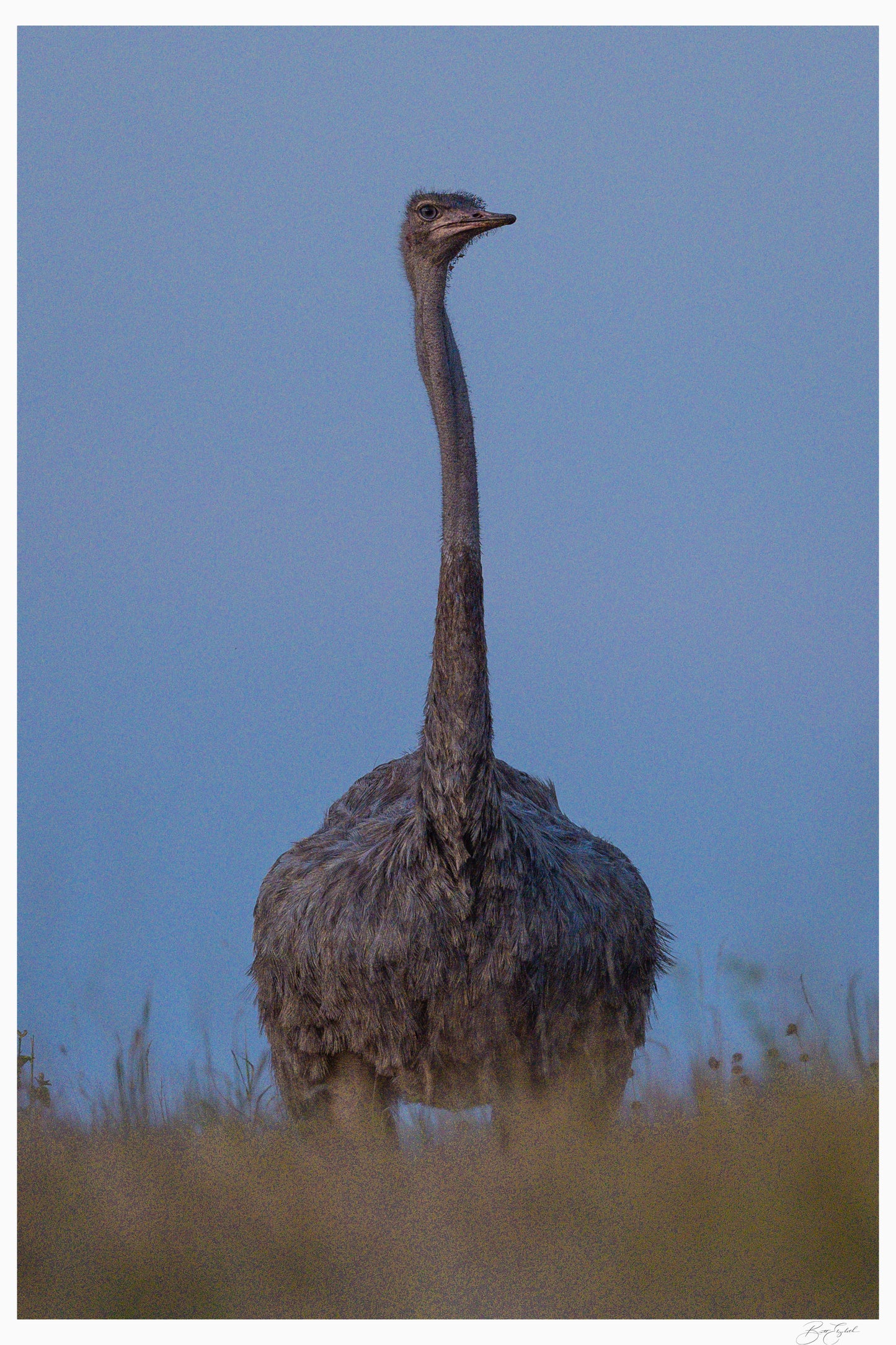 Noble Watcher