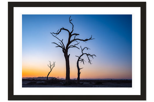 Skeletons of the Desert