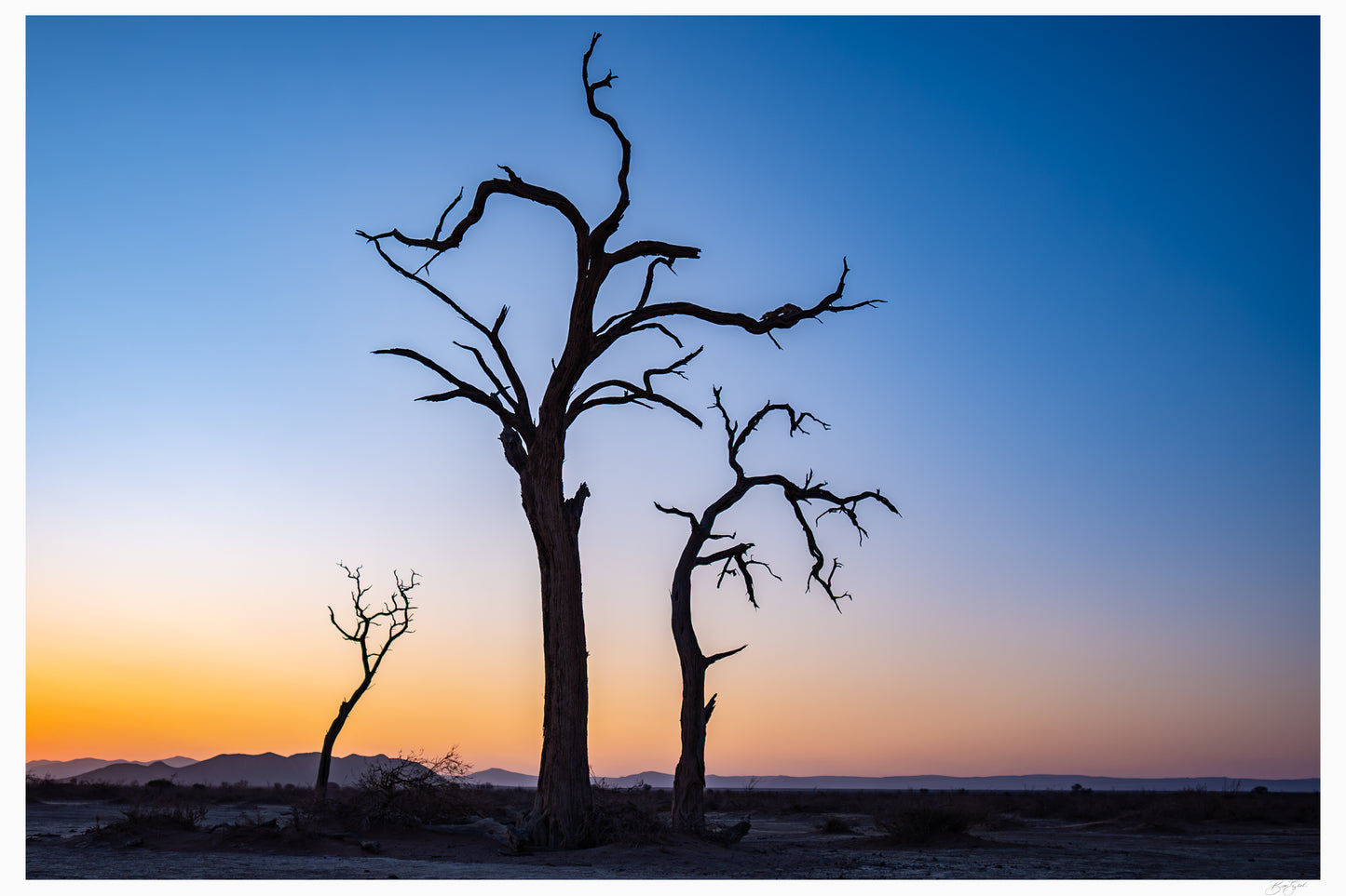 Skeletons of the Desert