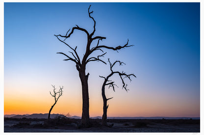 Skeletons of the Desert