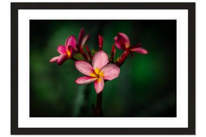 Island Bloom