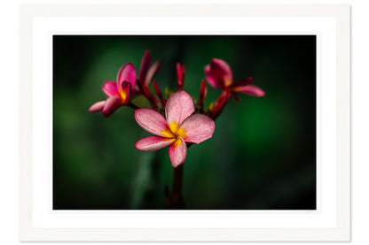 Island Bloom
