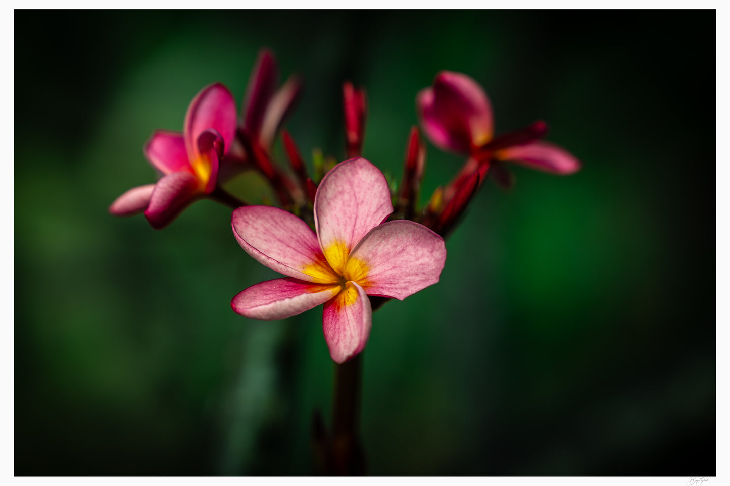 Island Bloom