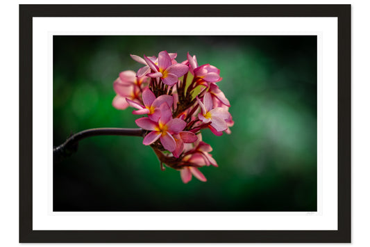 Plumeria Petals