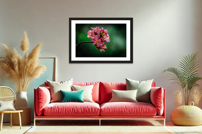 Plumeria Petals