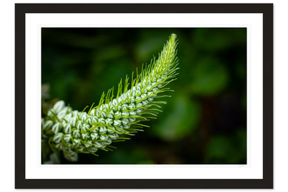 Emerald Spiral
