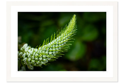 Emerald Spiral