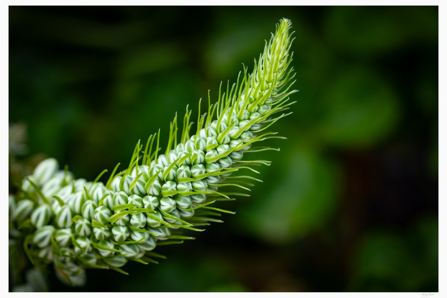Emerald Spiral