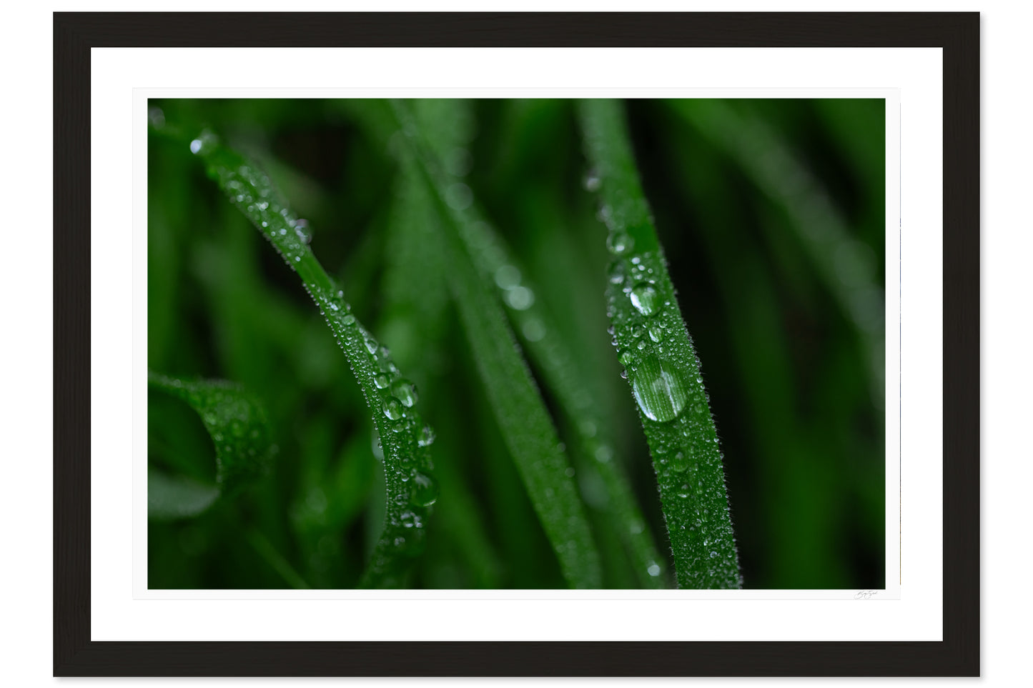 Dew Kissed Blades