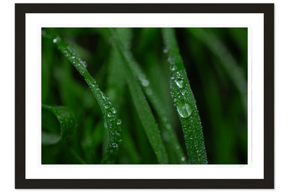 Dew Kissed Blades