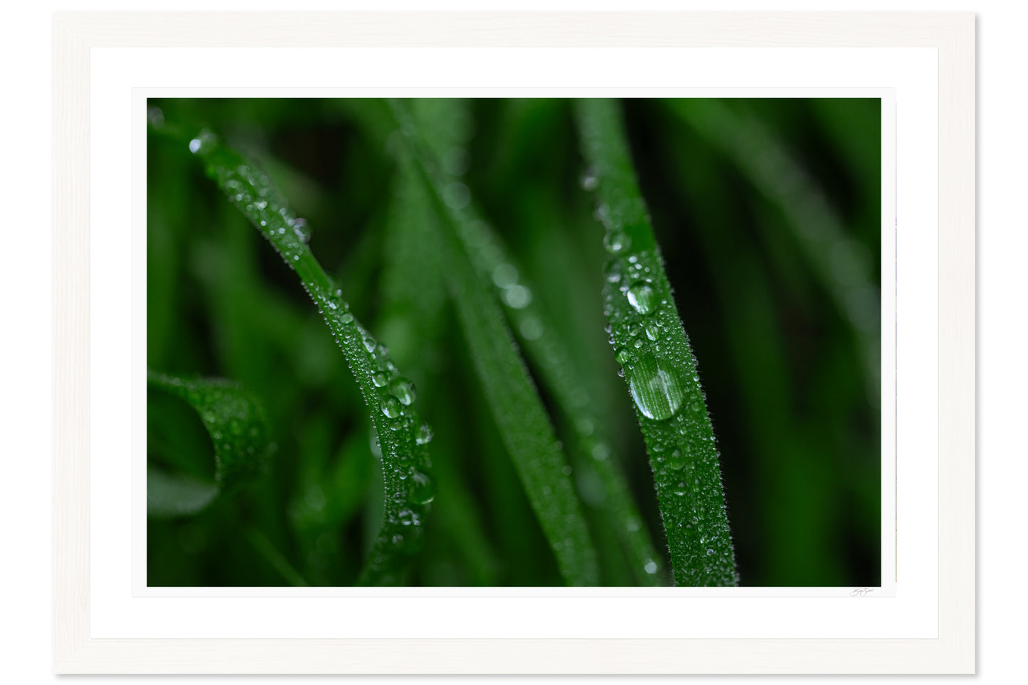 Dew Kissed Blades