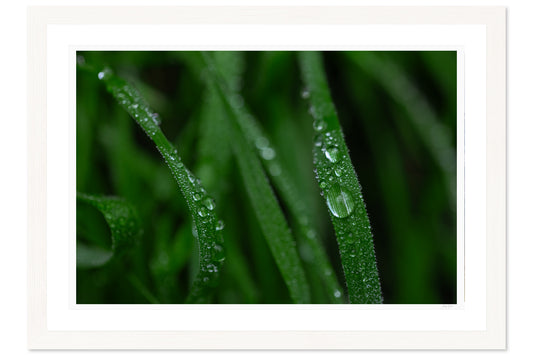 Dew Kissed Blades