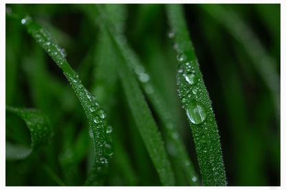 Dew Kissed Blades