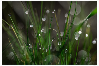 Bokeh Bliss