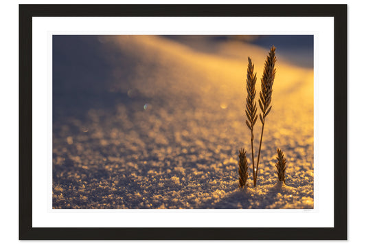 Winter’s Arrival