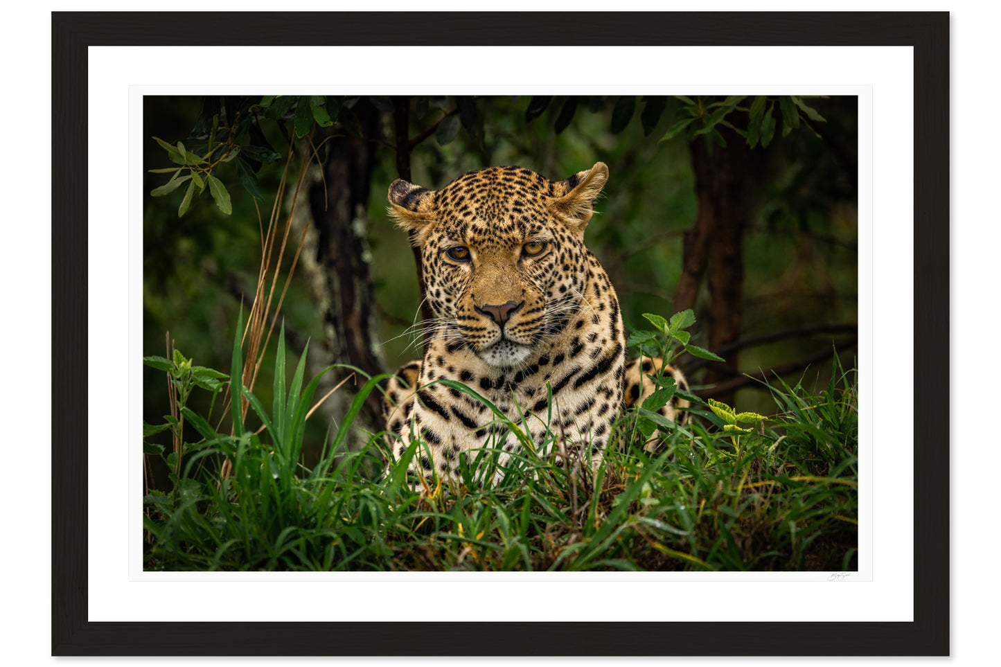 Eyes of the Savanna