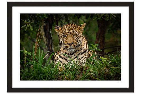 Eyes of the Savanna