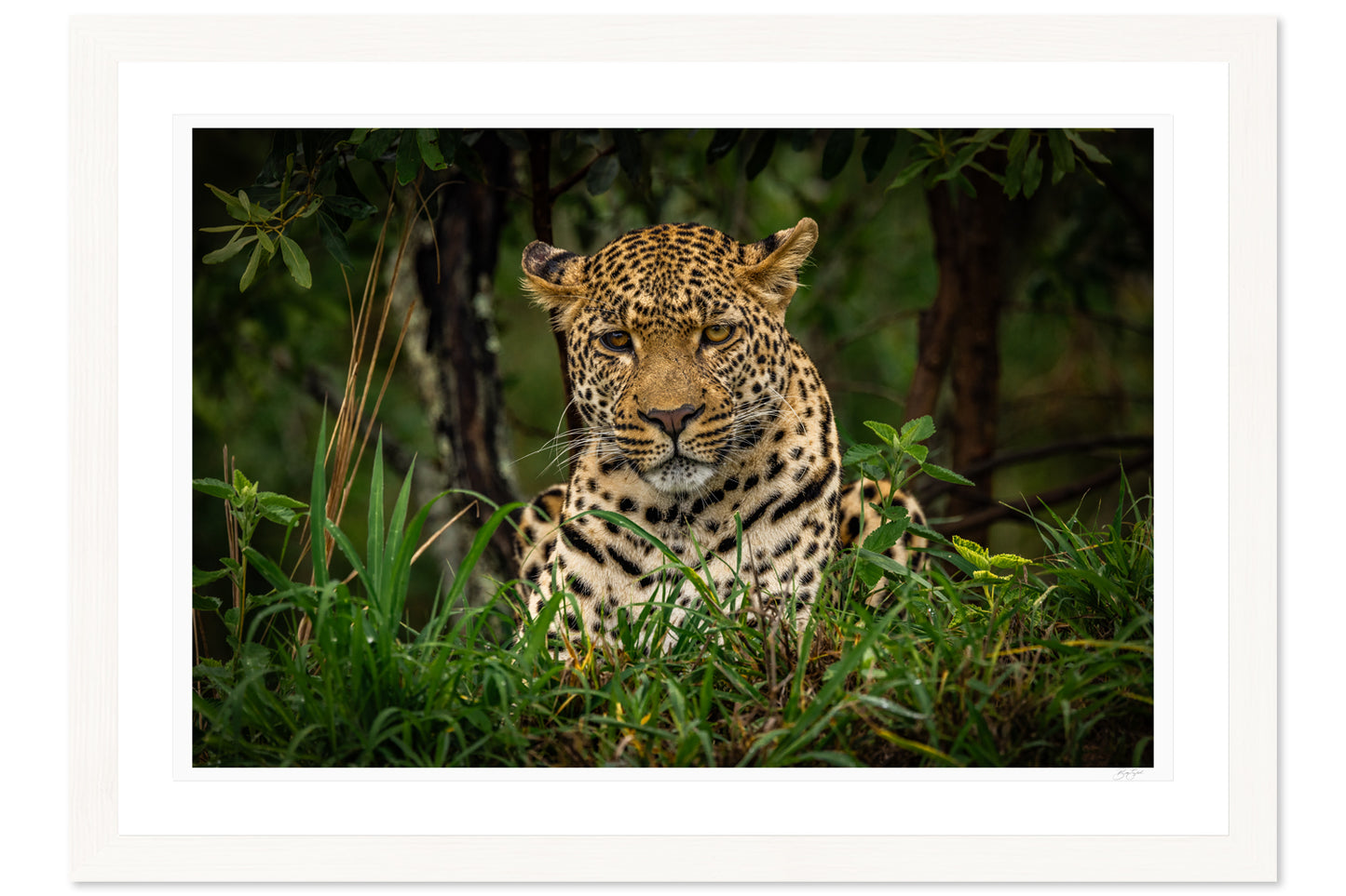 Eyes of the Savanna