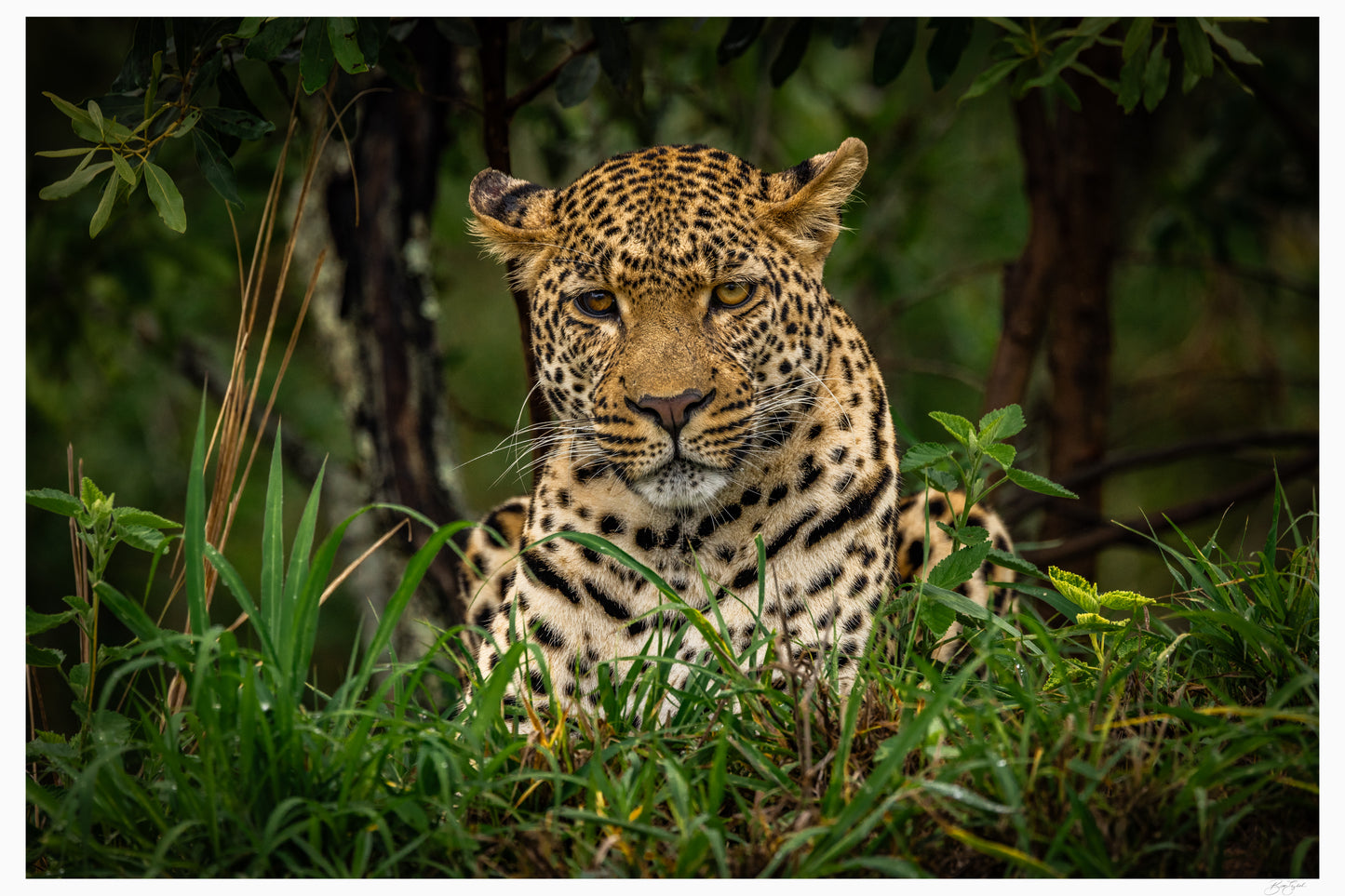 Eyes of the Savanna