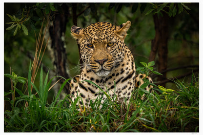 Eyes of the Savanna