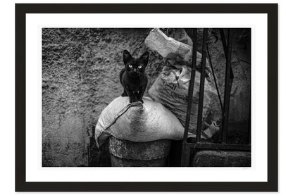 Eyes of the Medina