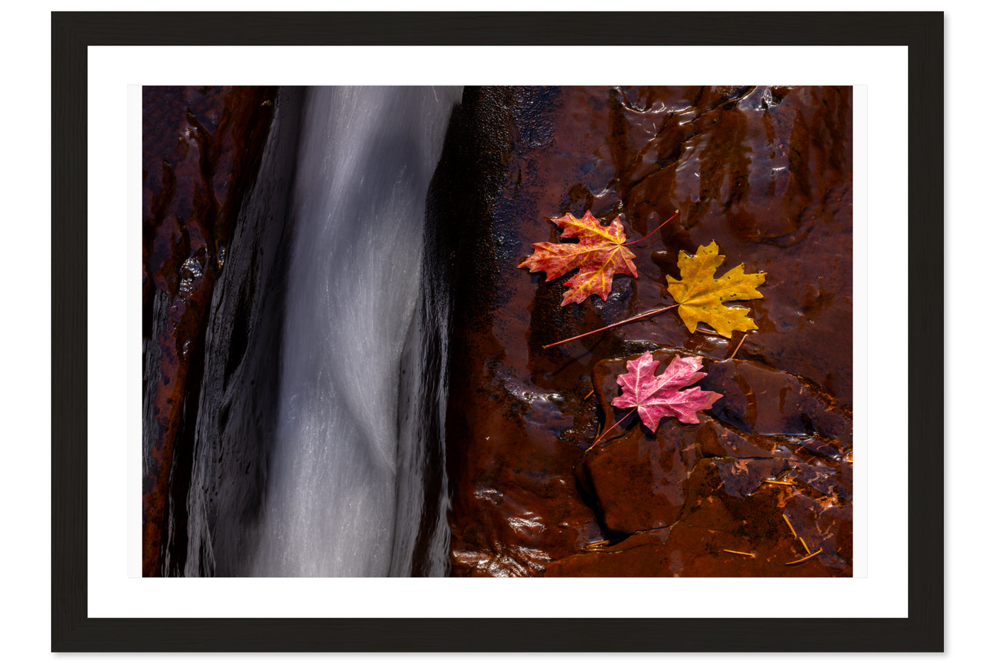 Leaves of Zion