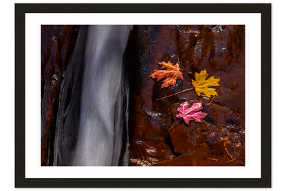 Leaves of Zion
