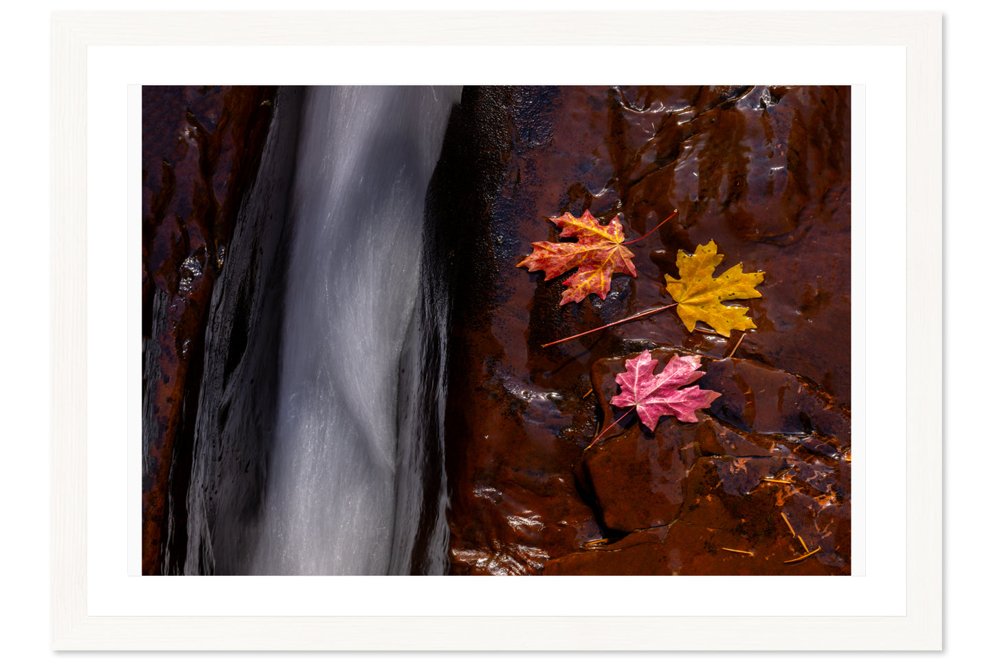 Leaves of Zion