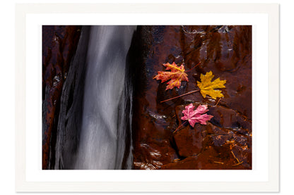 Leaves of Zion