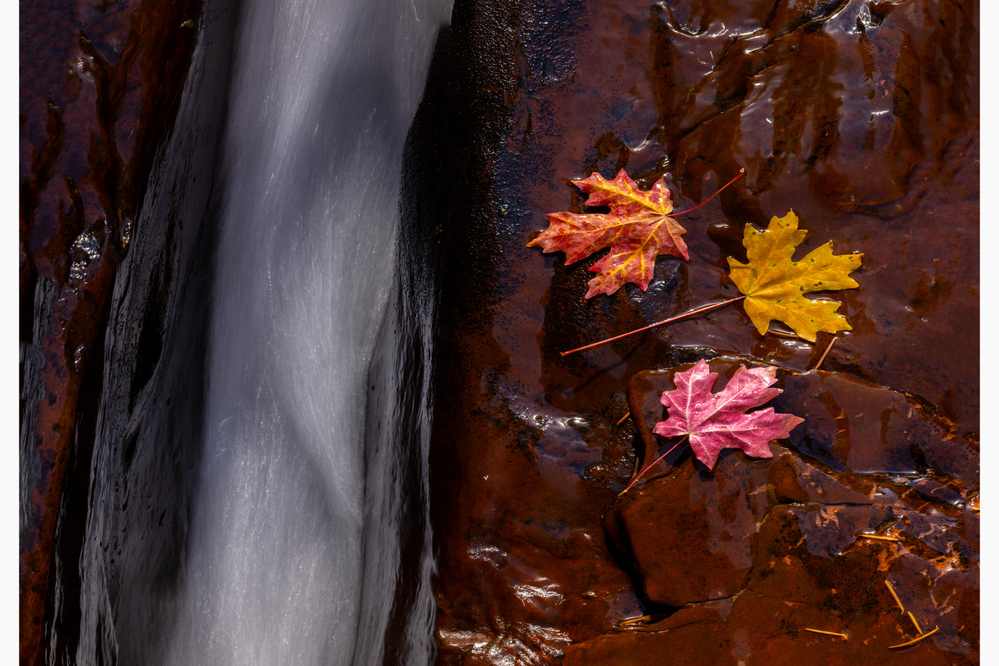 Leaves of Zion